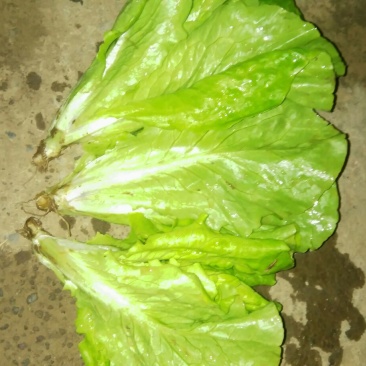 玻璃生菜1两~2两