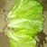 玻璃生菜1两~2两