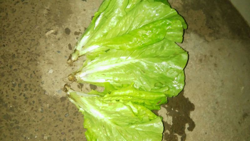 玻璃生菜1两~2两