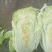 大白菜4~6斤