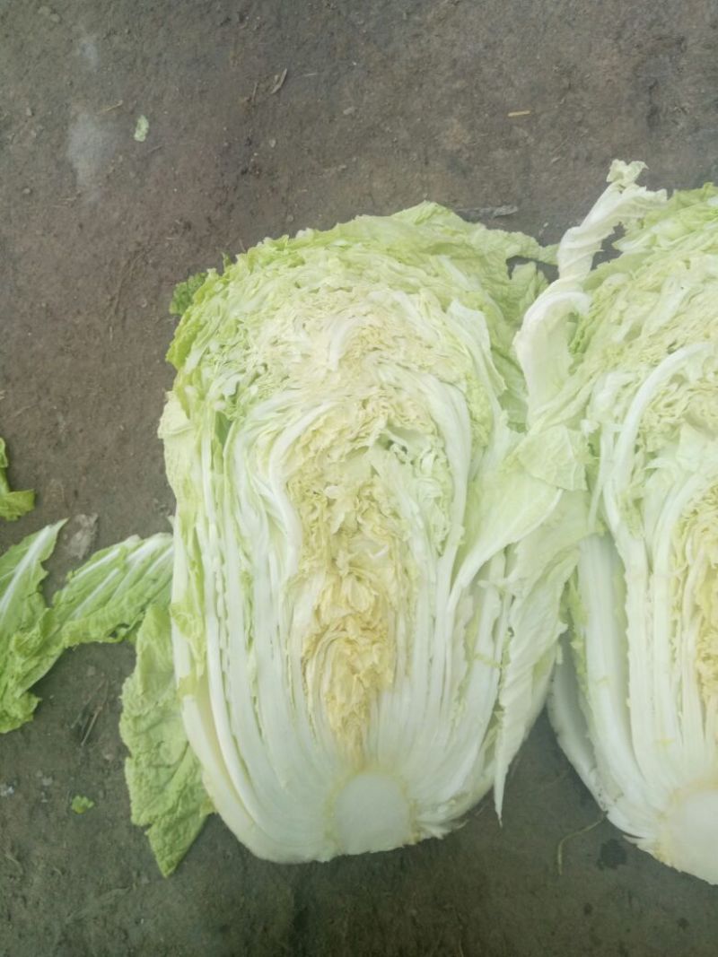 大白菜4~6斤