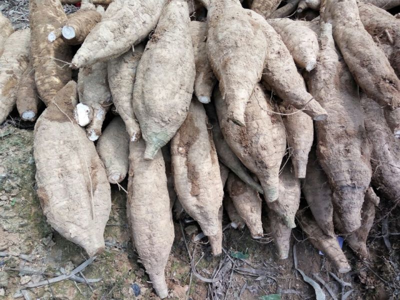 葛根无渣粉葛食材葛根菜葛