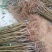 映霜红桃苗