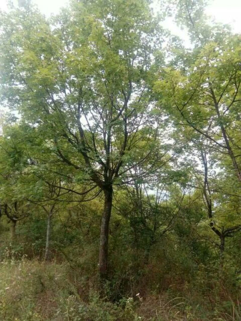 五角枫261~300cm