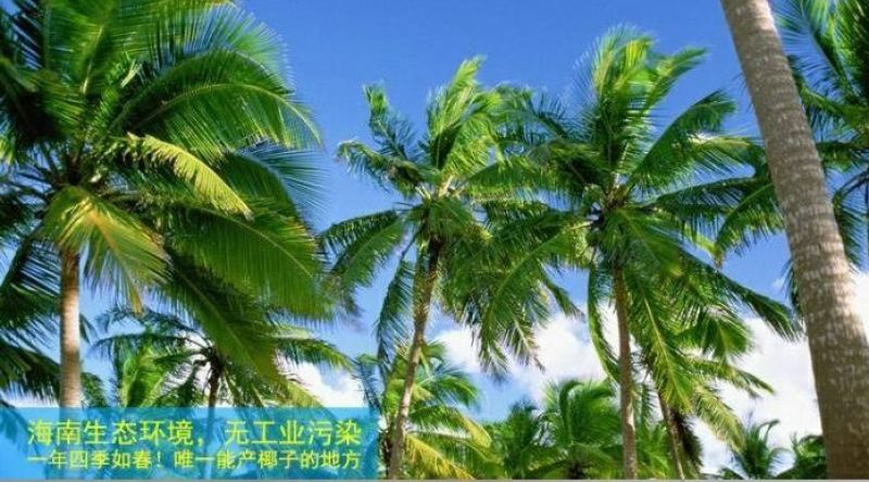 高种椰子2~2.5斤