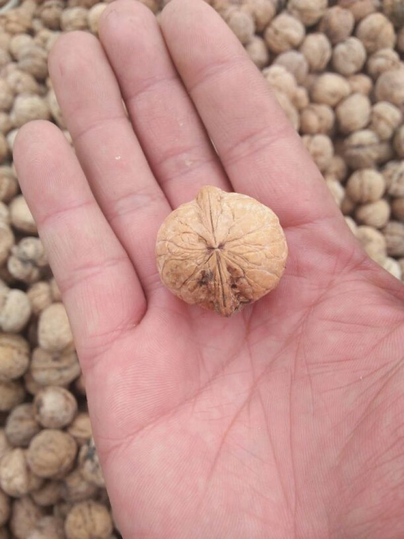 核桃去皮干