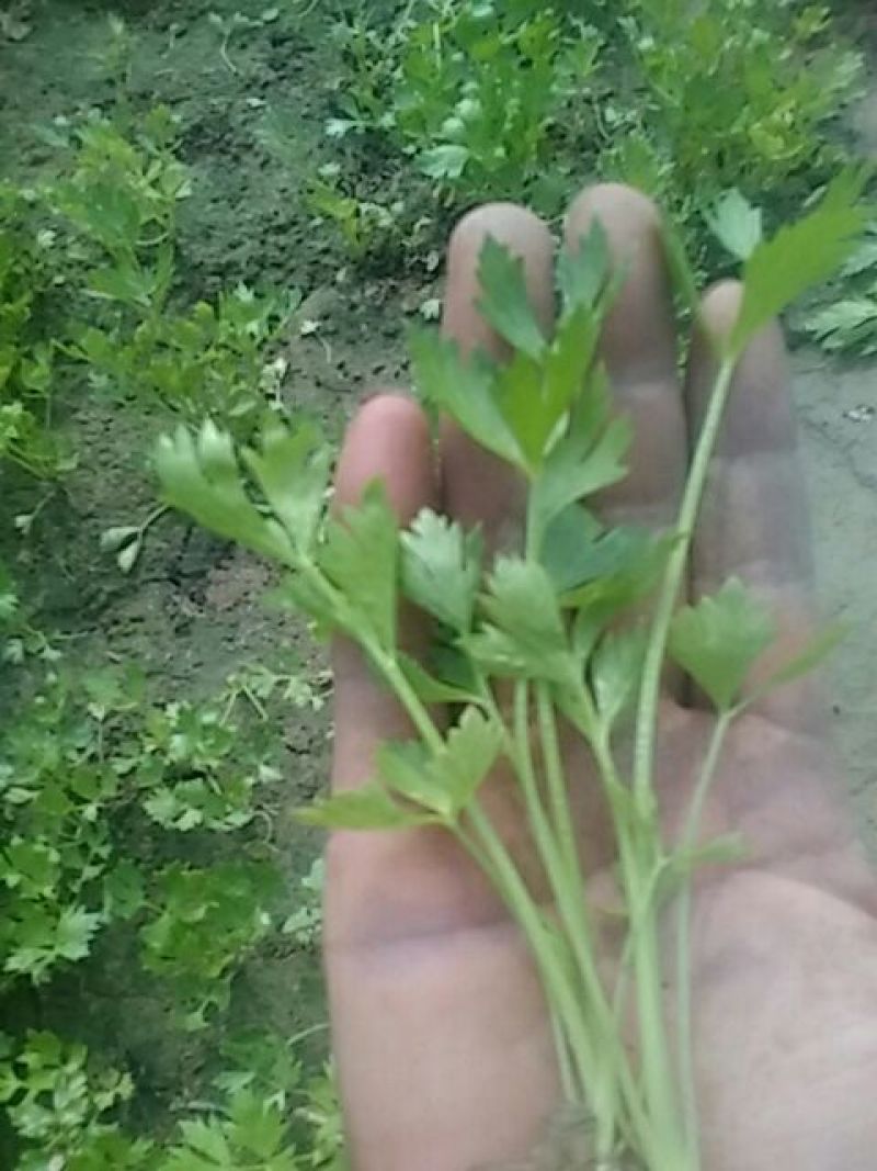 山东发货，新鲜西芹苗，15~20cm，规格齐全，货源稳定