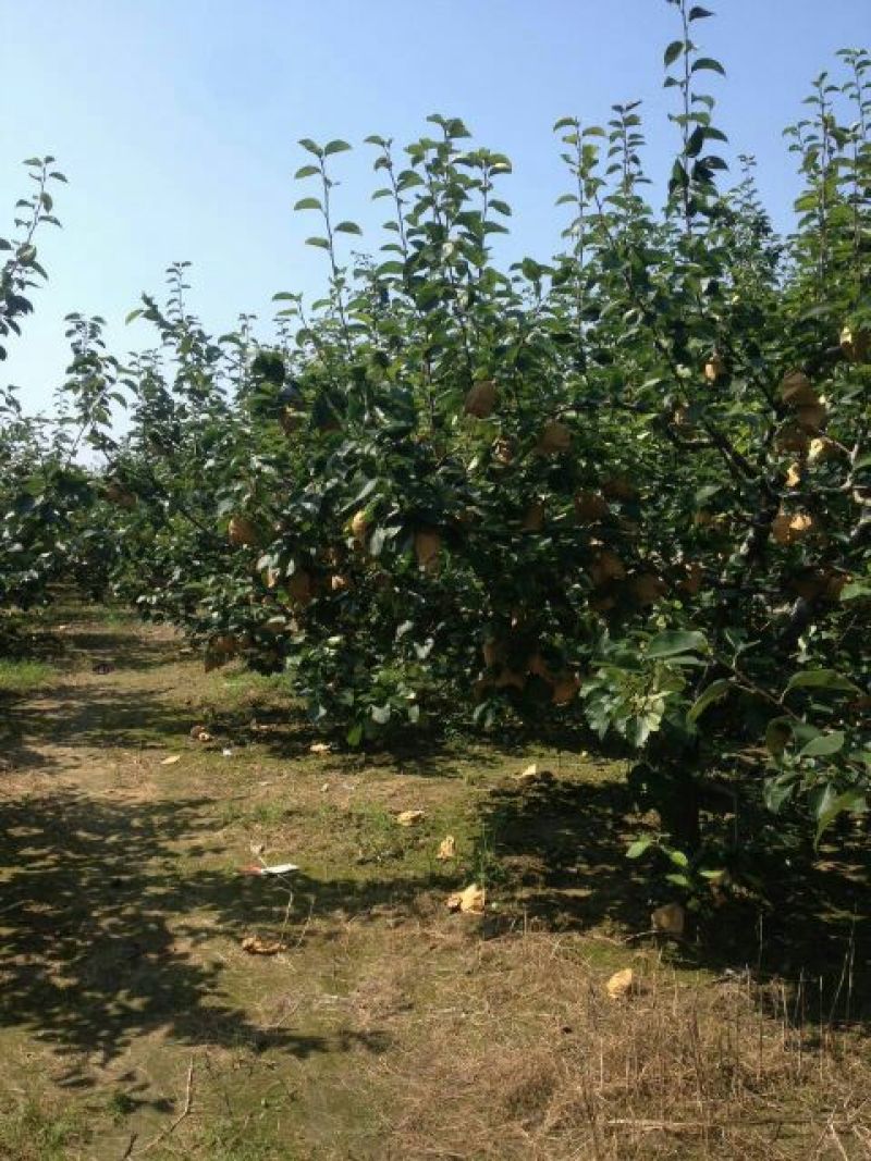 砀山梨白皇冠梨产地直供口感好皮薄多汁连片果园种植基地