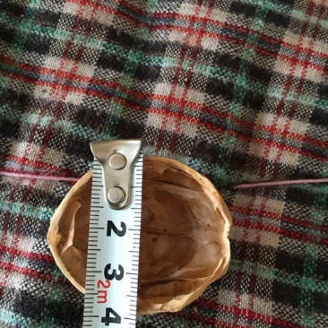 薄皮核桃