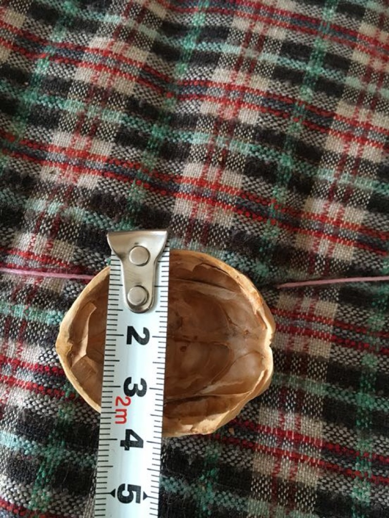 薄皮核桃