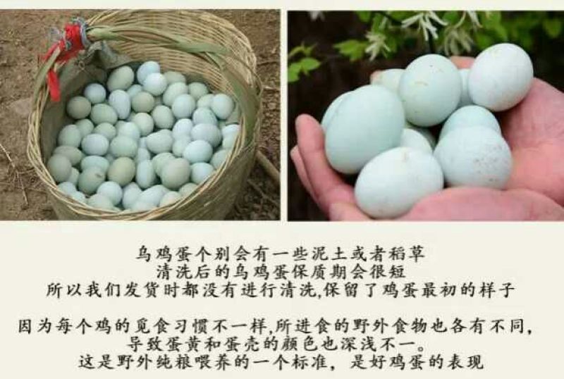 绿壳鸡蛋40~50g食用