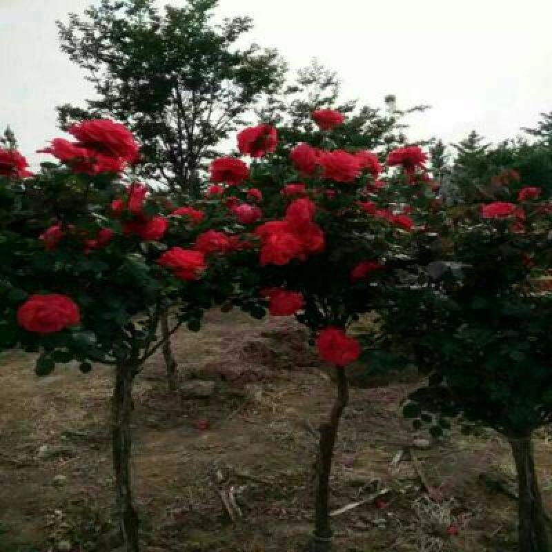 月季80cm以上