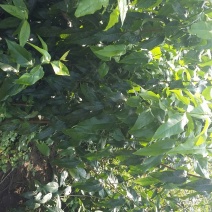 专业基地直素心蜡梅各规格切花