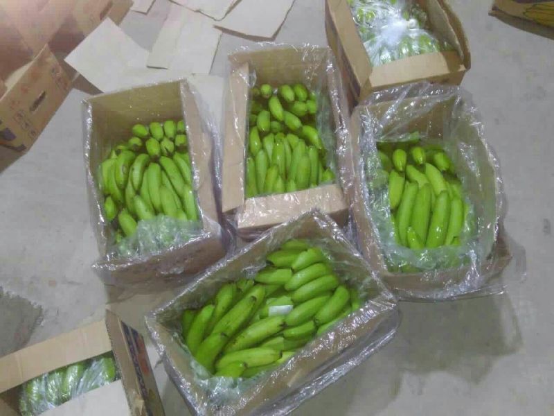 威廉斯香蕉七成熟