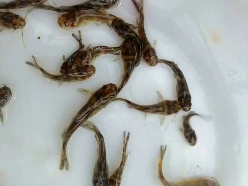 黄颡鱼苗，大量批发，欢迎订购。。。。。。。