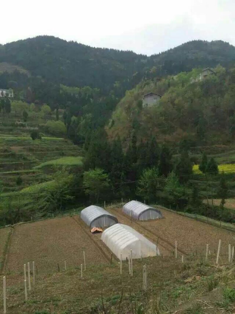 鹅苗250g以下