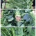 大叶菠菜