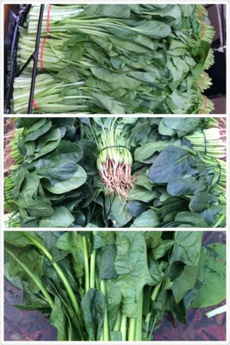 大叶菠菜