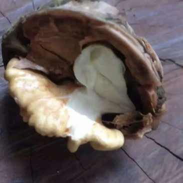 野生核桃