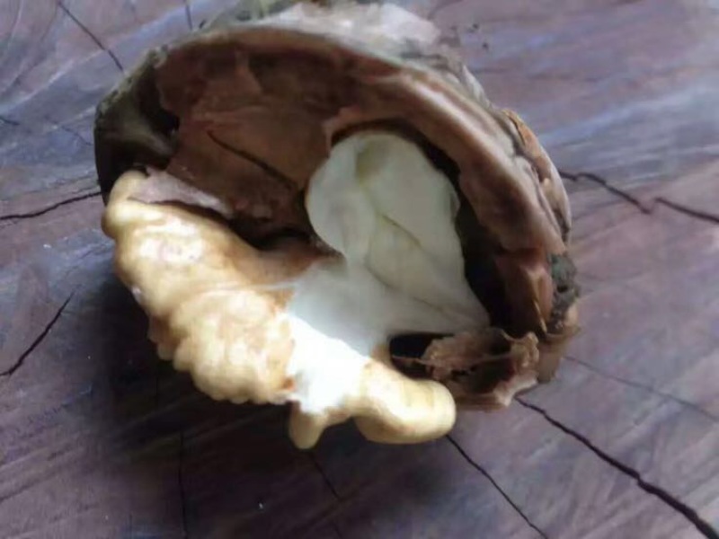 野生核桃