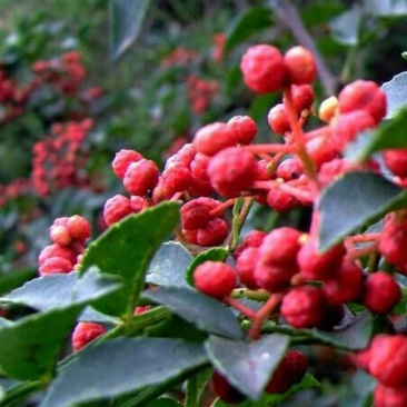 花椒苗0.5~1年