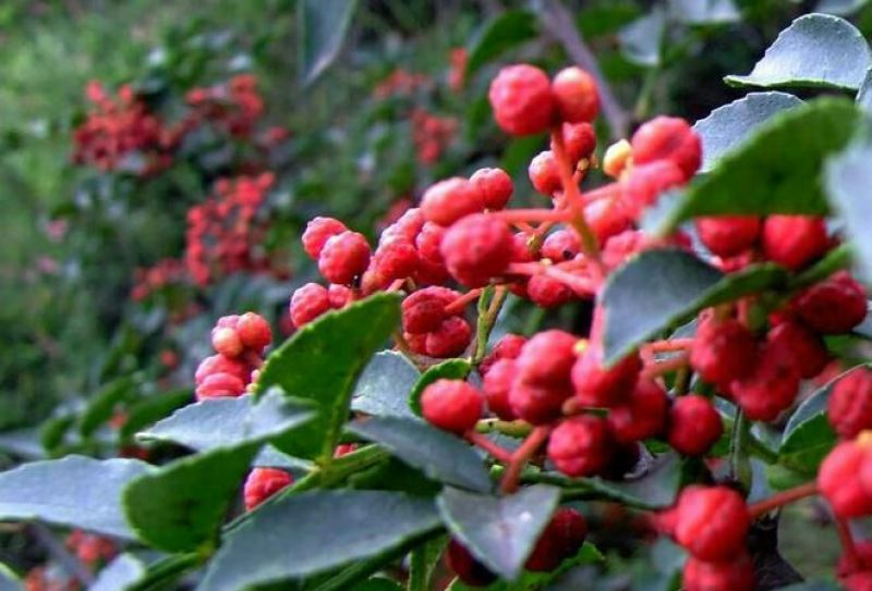 花椒苗0.5~1年