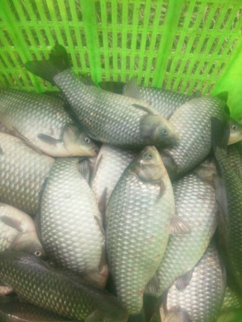 彭泽鲫食用