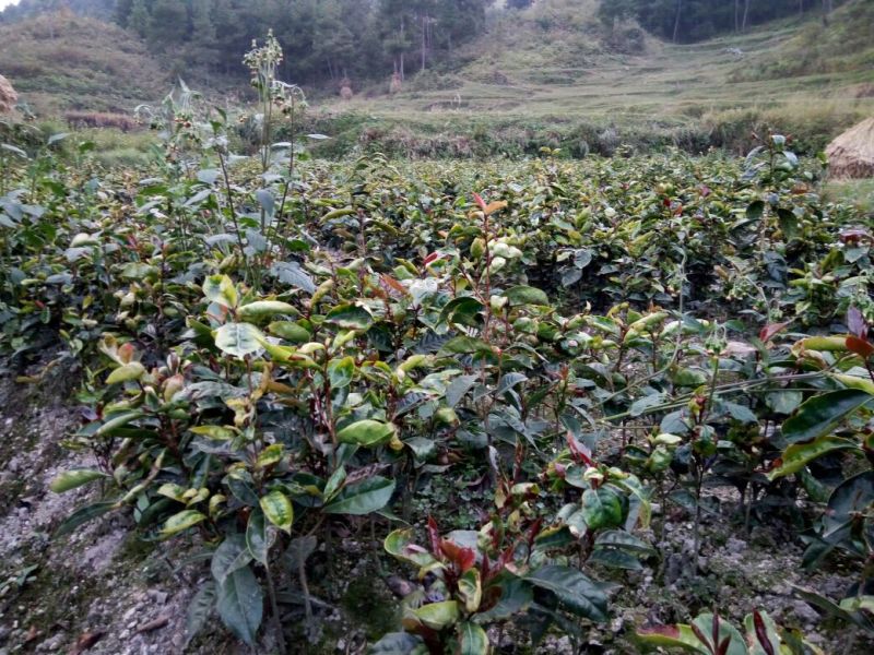 油茶苗70~100cm