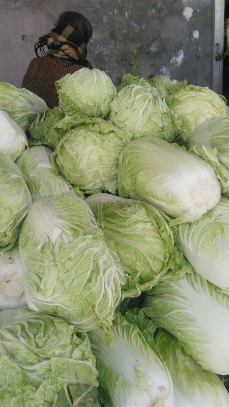 大白菜4~6斤，M5白菜，毛净都有