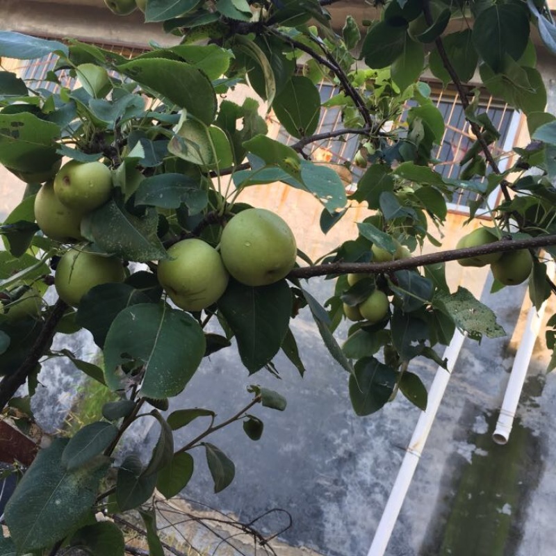 梨树苗