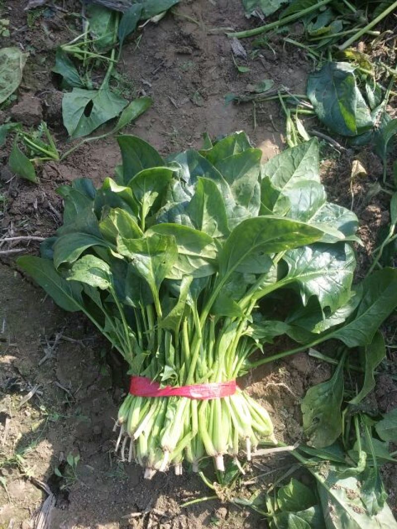 大叶菠菜25~30厘米