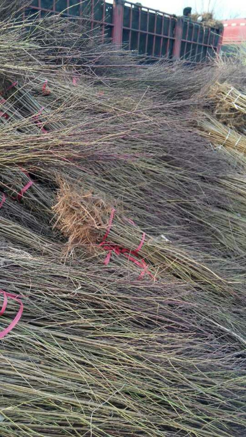 毛桃树2cm以下0.5~1米可嫁接或占地使用