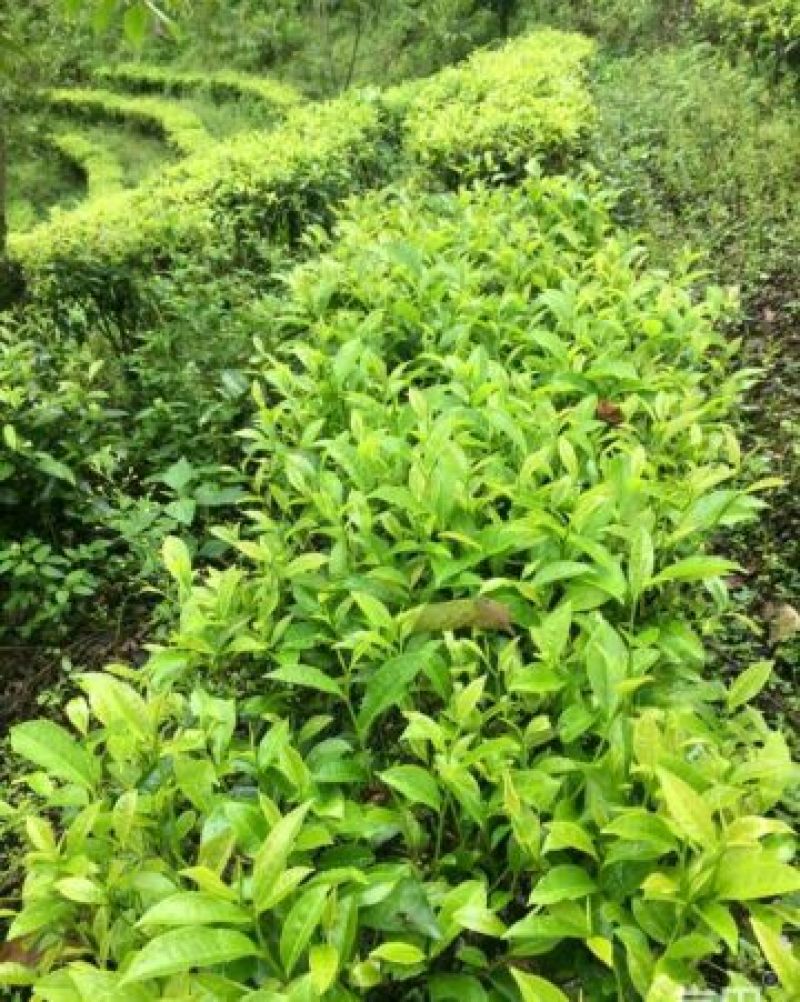 本山茶二级