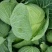 脆包菜连花白2~3公斤产地直供