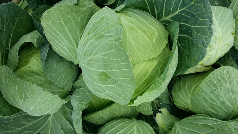 脆包菜连花白2~3公斤产地直供