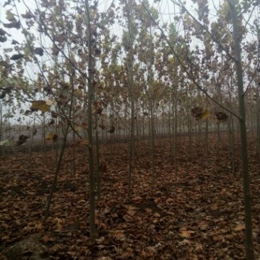法桐树6~8cm6~8cm4米以上1~2米