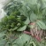 越冬菠菜20~25厘米