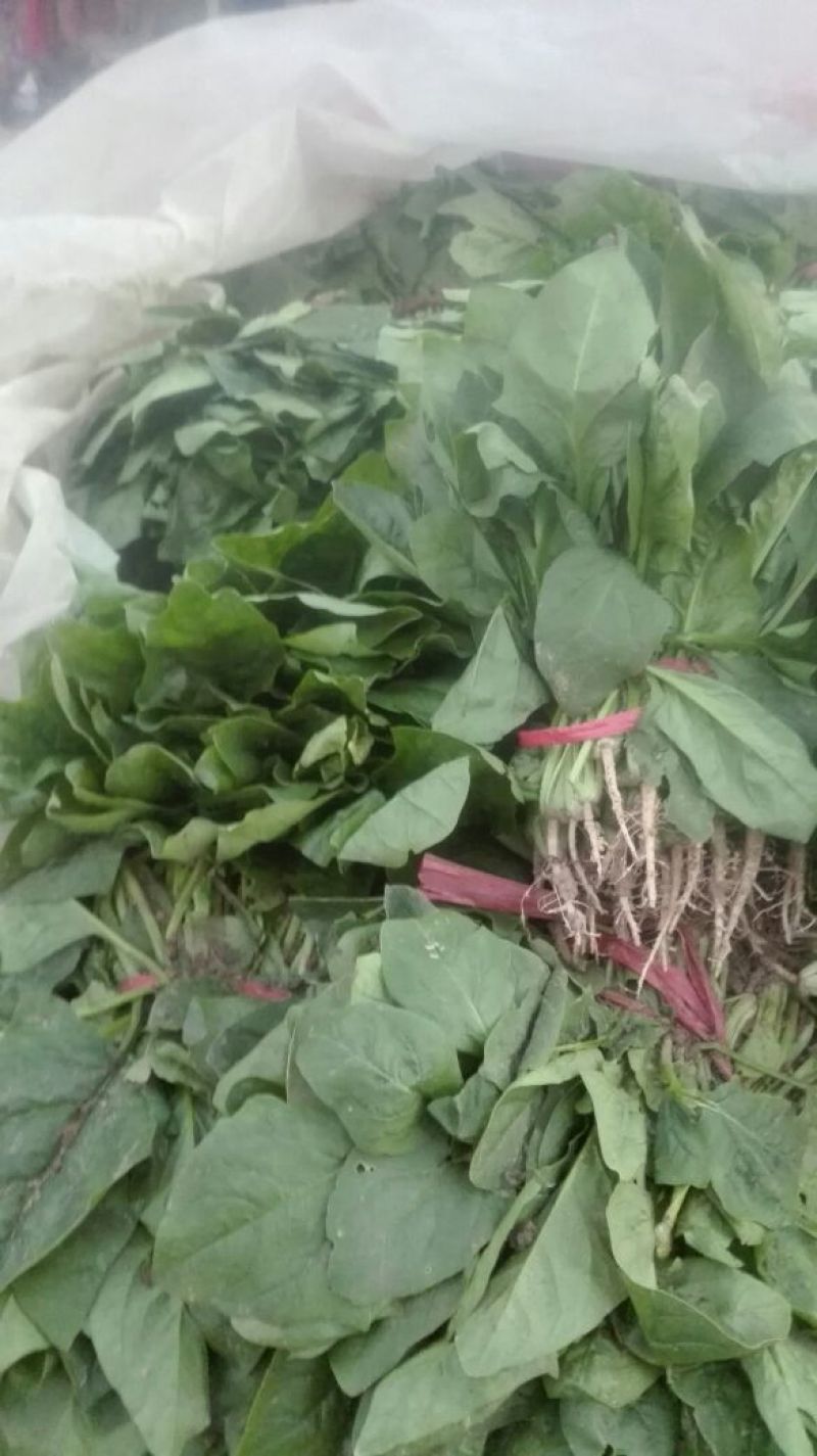 越冬菠菜20~25厘米