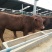 黄牛200~300kg