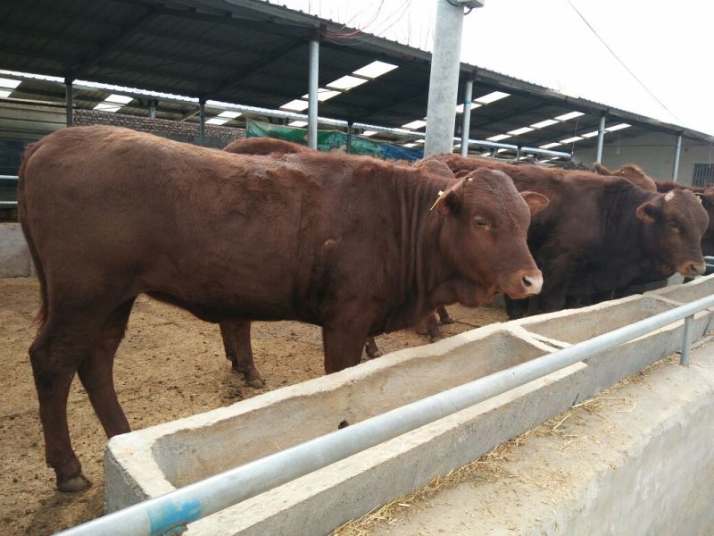 黄牛200~300kg