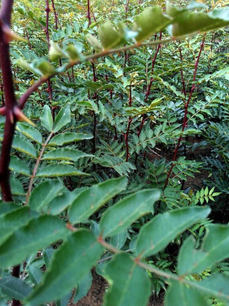 花椒苗0.5~1年