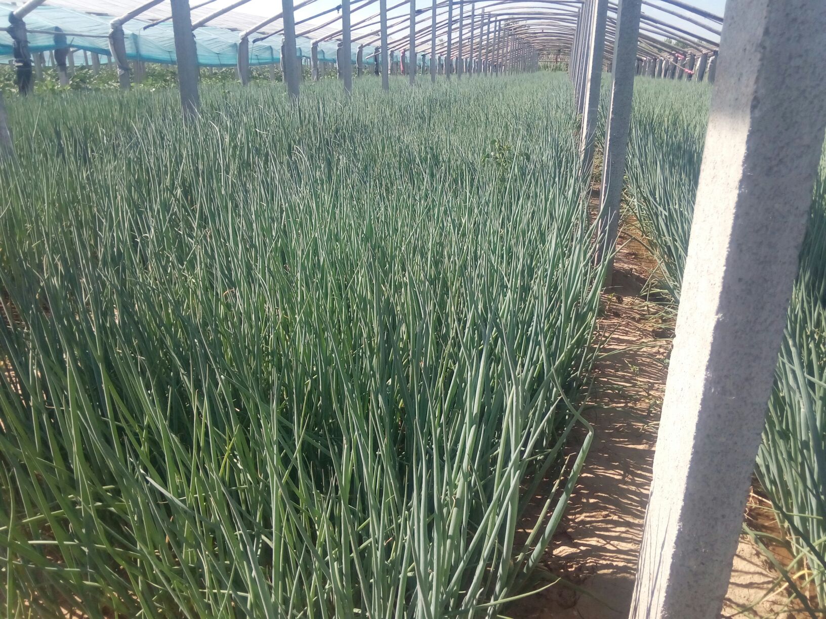 山东潍坊市安丘市葱苗 30cm批发_奔跑供应_一