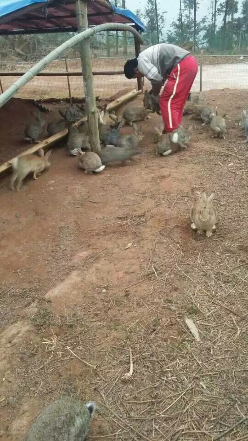 熏兔包装