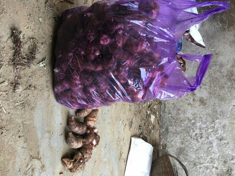 红芽芋河南大量上市基地直供一手货源欢迎采购
