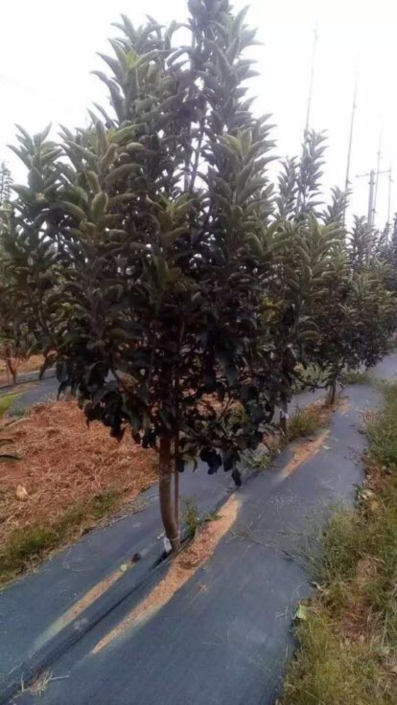 梨树清地处理中，一棵也是批发价格，需要的抓紧联系
