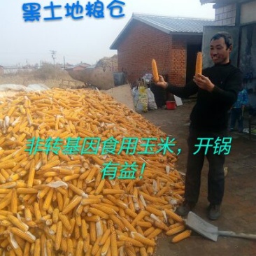 红小豆袋装