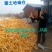 红小豆袋装