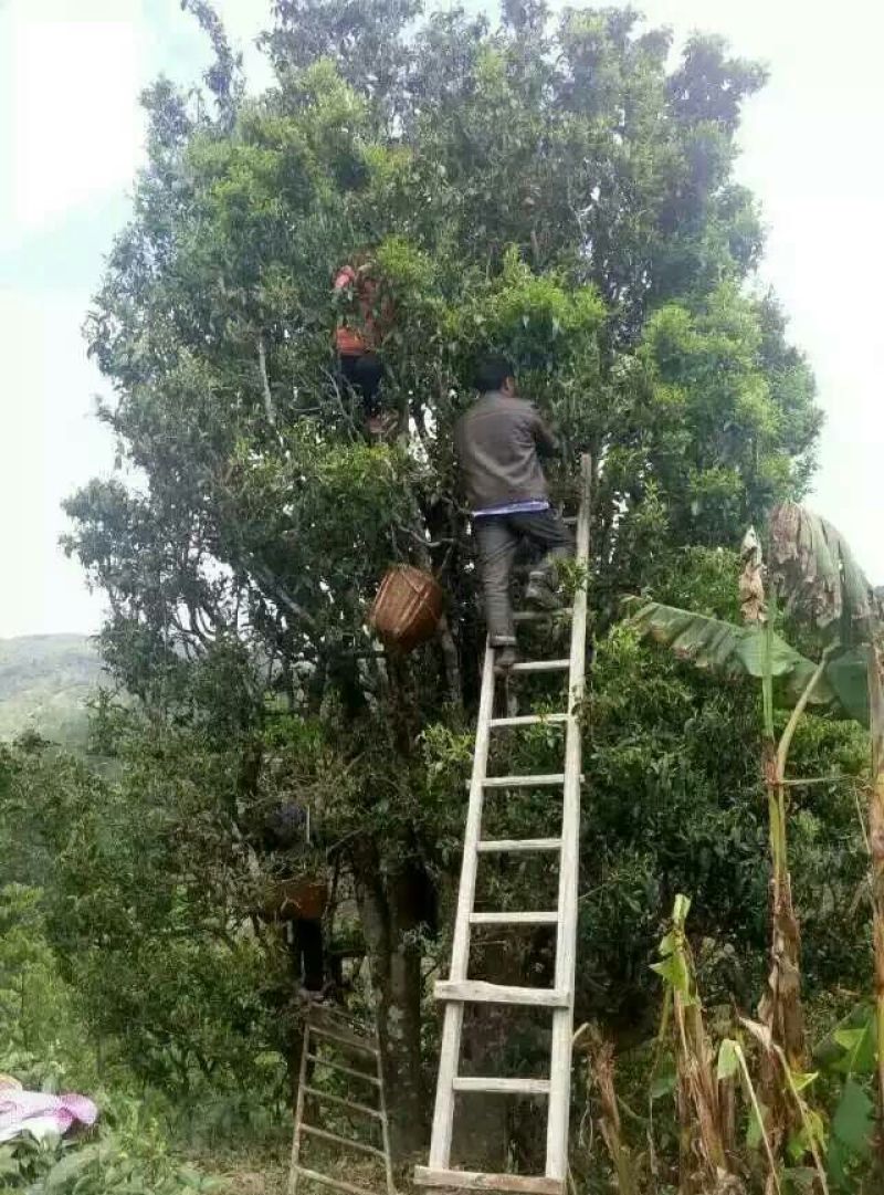 百年大树茶特级