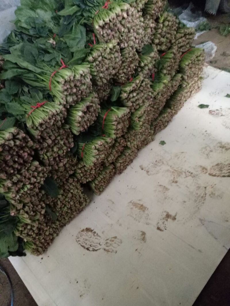 大叶菠菜20~25厘米