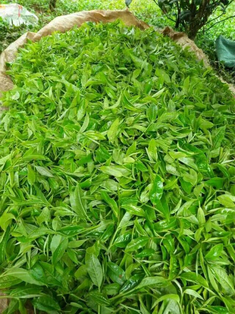 百年大树茶特级